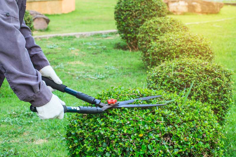Comment bien choisir ses outils de jardinage ?, Guadeloupe<br>Quels critères prendre en compte pour choisir les meilleurs outils de jardinage ? , Guadeloupe<br>Quels sont les éléments à considérer pour bien choisir ses outils de jardinage ? , Guadeloupe