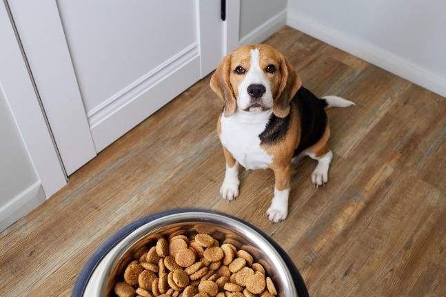 Aliment pour chien